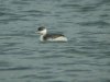 Slavonian Grebe at Paglesham Lagoon (Steve Arlow) (80010 bytes)